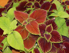 Coleus Blumei RAINBOW MIX Annual Perennial Shade Garden Non-GMO 500 Seeds picture