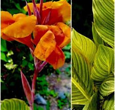 5 Canna Lily Bengal Tiger “Pretoria”  Rhizome Bulbs “Orange Blooms” 100% Organic picture
