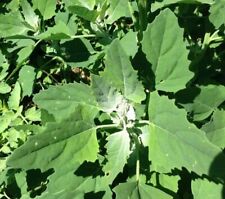 Lambs Quarters (12,000 Seeds)--2023 harvest picture