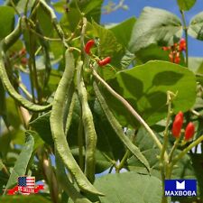 Bean Seeds - Pole - Scarlet Runner Non-GMO Heirloom Garden picture