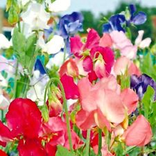 Early Multiflora Mix Sweet Pea Seeds  | NON-GMO | Heirloom | Fresh Garden Seeds picture