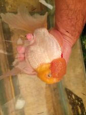 Giant Thai Oranda Goldfish 9