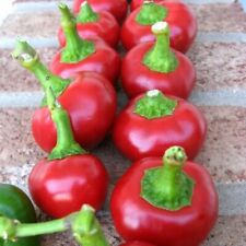 Cherry Pepper Seeds (Large Red) | Non-GMO |  | Seed Store | 1009 picture