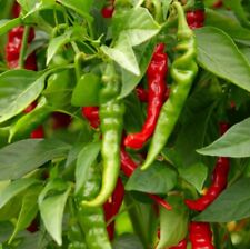 Long Slim Cayenne Hot Pepper Seeds | NON-GMO | Heirloom | Fresh Garden Seeds picture
