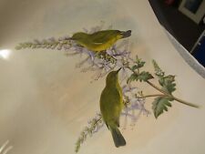 antique John Gould Grey-throated White-eye Print hand colored picture