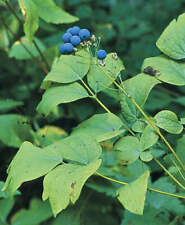 Blue Cohosh - 5 Root Divisions picture