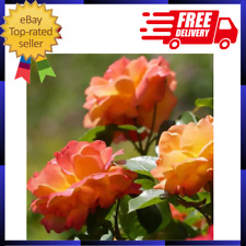 Climbing Rose Joseph'S Coat with Orange Blooms (2-Bareroot) easy to use picture