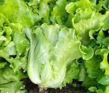 1000+All Season Romaine Lettuce Seeds Italian Yearly Lettuce USA picture