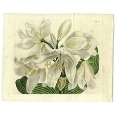 Rare 1806 Curtis Botanical  Double Fold-Out  Engraving No. 923, AMARYLLIS ORNATA picture
