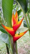 New HELICONIA STRICTA HEART OF GOLD LIVE RHIZOME TROPICAL PLANT picture