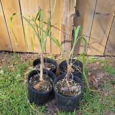 Sugar Cane Plants - Blue Ribbon Variety picture