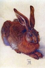 Field hare by Albrecht Durer - Art Print picture