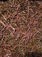 1 Lbs. Red wiggler Composting worms picture