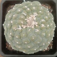 10-12cm Single head  A huge and rare succulent cactus plant, grafted with roots picture