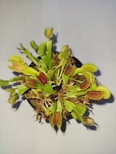 3 small Venus Flytraps (Fly Trap Carnivorous Plants) Dionaea Muscipula picture