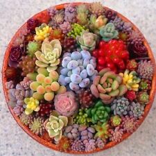 Rare Beautiful Mixed Succulents Seeds, 100pcs/pack picture