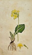 Antique Botanical Engraving - James Sowerby - Primula Elatior - Oxlip - F1 picture