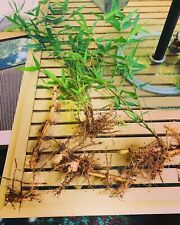 Live Bamboo Rhizome Roots Plants Phyllostachys Aurea picture