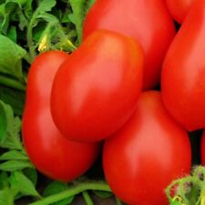 Roma VF Tomato Seeds | NON-GMO | Heirloom | Fresh Vegetable Seeds picture