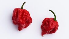 40 Fresh World's Hottest Rare Carolina Reaper Premium Pepper Seeds Hot picture