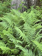 3 Leatherwood Fern CONTAINER  Size PREMIUM NATIVE WOODLAND FERNS BARE ROOT  picture