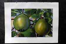 Ward 1923 Antique Fruit Print. Fine Orchard-Grown Quinces picture