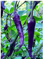 PURPLE CAYENNE PEPPER SEEDS | 40+ Seeds |  rare |HOT & SPICY | NON-GMO | picture