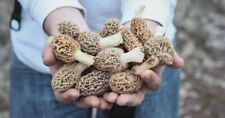 Morel Mushroom Spores in Sawdust Bag Garden Grow Kit Makes 5 gal  picture
