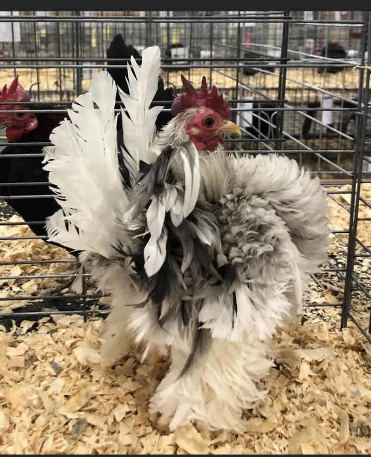 6 + 3 SQ Fresh Serama Hatching Eggs Splash Blue Black Chocolate Mottled NPIP