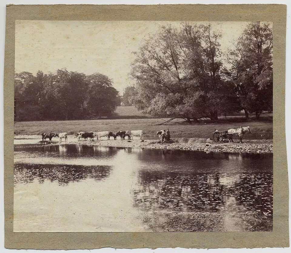 Bucolic scene with buffaloes Unknown loc. Rome ? Original Albumen ph 1870c XL459