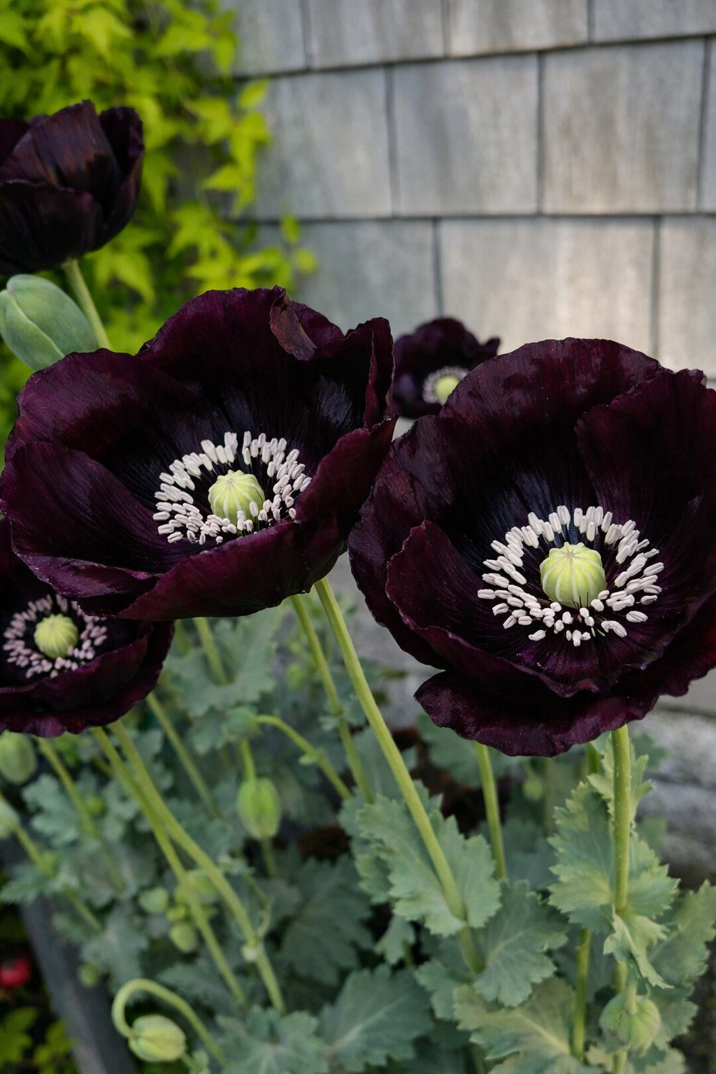 3,000 After Midnight Poppy Seeds – P. Somniferum – Almost Black Breadseed Poppy
