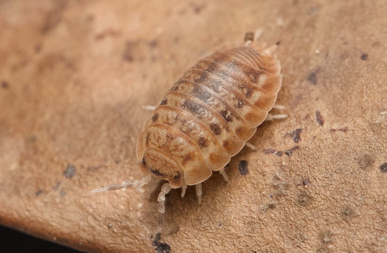 10ct+ LIVE 🎃🍁Pumpkin spice🍁🎃A. lentus isopods LAG bioactive inverts insect