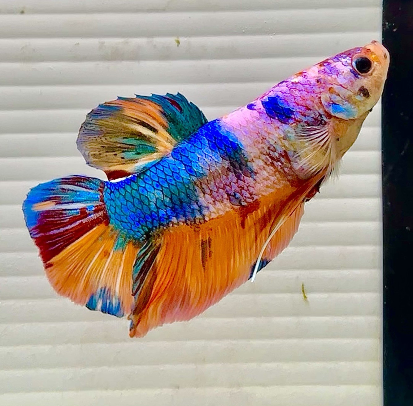 US SELLER (NEW) Male Giant Candy π Nemo Betta 3β Imported from Thailand US SELLER (NEW) Male Giant Candy π Nemo Betta 3β Imported from Thailand
