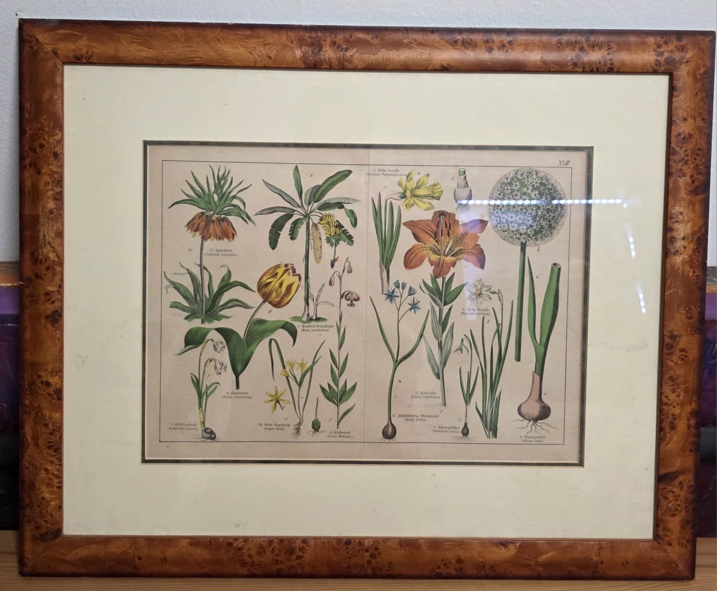  Rare 1887 Original Botanical Lithograph Tafel XVII Dr. Schubert Burlwood Framed