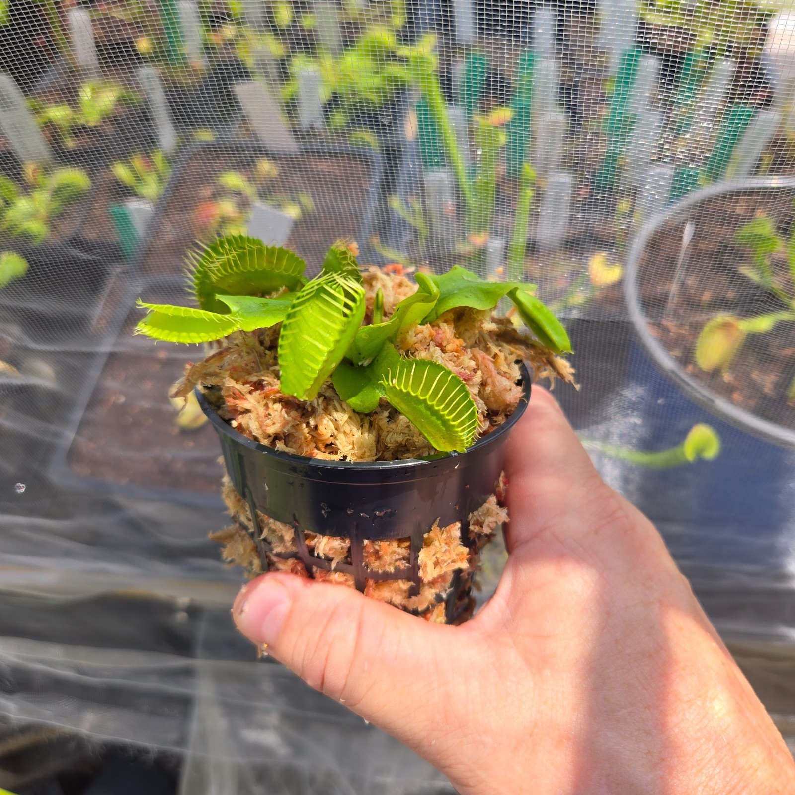 B52 Hybrid Venus Flytrap – Giant Trap Carnivorous Plant – Live Dionaea Muscipula B52 Hybrid Venus Flytrap – Giant Trap Carnivorous Plant – Live Dionaea Muscipula