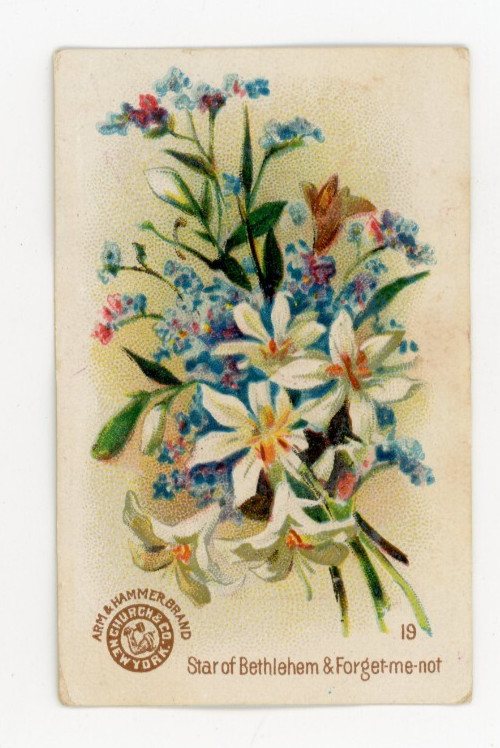 1880s-90s Arm & Hammer Beautiful Flowers Star of Bethlehem Trade Card F210