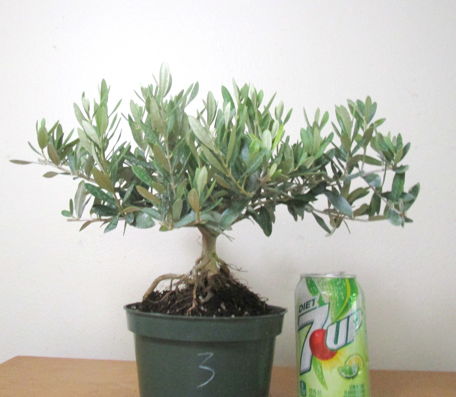 Dwarf European Olive for mame shohin bonsai tree #3 