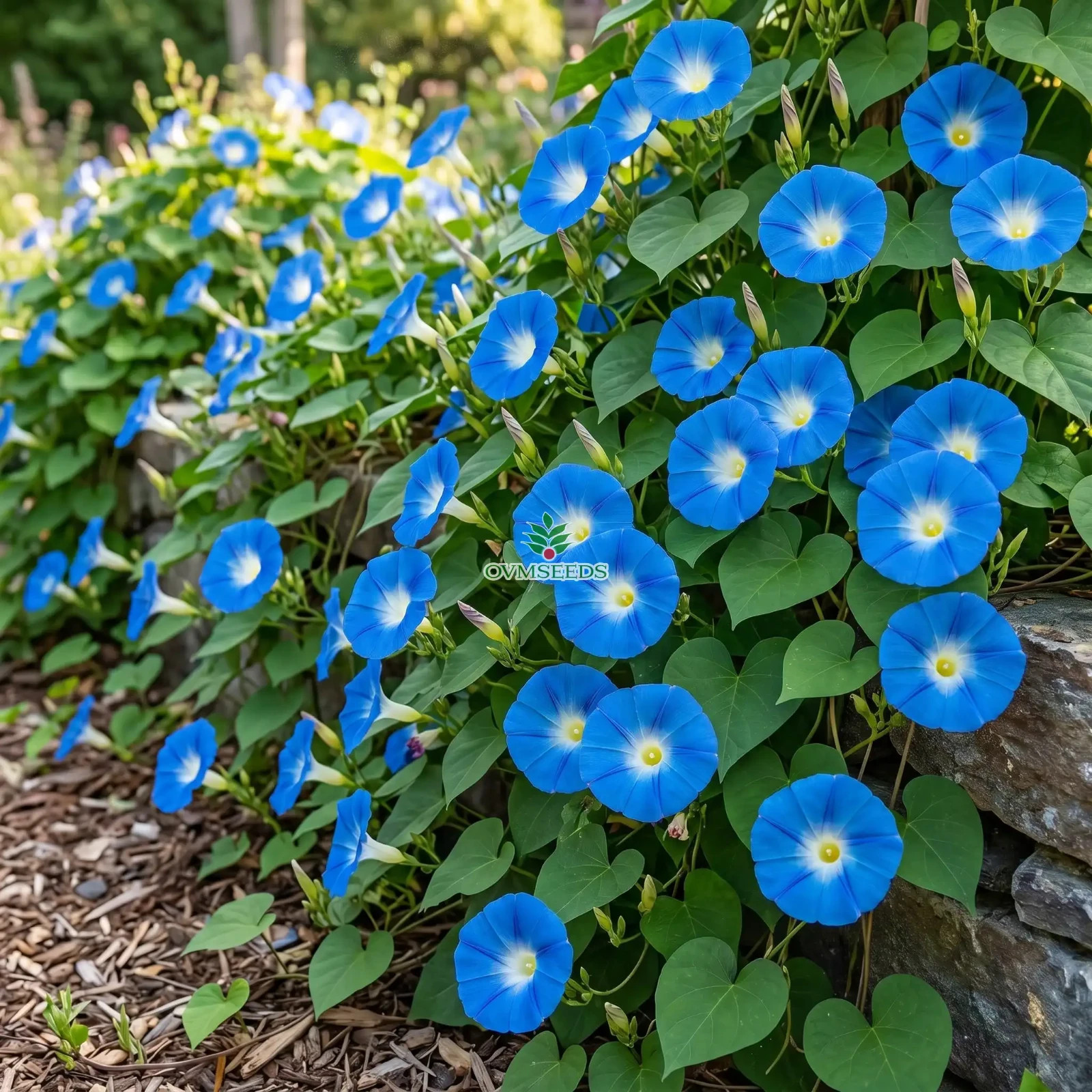 MORNING GLORY HEAVENLY BLUE Ipomoea Tricolor - 10,000 Bulk Untreated Seeds