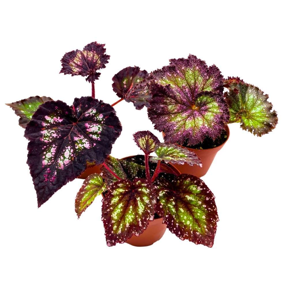 Harmony's Purple and Green Begonia Assortment 4 inch Set of 3 Harmony Hybrids Sp Harmony's Purple and Green Begonia Assortment 4 inch Set of 3 Harmony Hybrids Sp