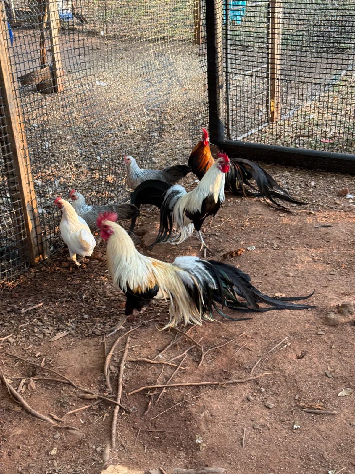 6+ RARE ONAGADORI LONGTAIL HATCHING EGGS