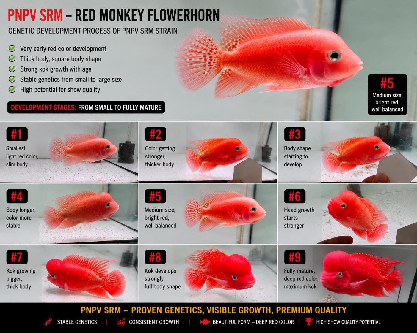 Carefully Selected Premium Super Red Monkey PNPV Male Peeled Flowerhorn 7-12Cm