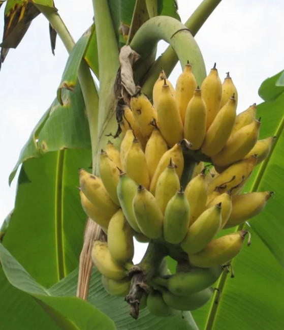 Dwarf Banana Tree - Namwah Banana Plant - 4 to 6in tall, Well Rooted Dwarf Banana Tree - Namwah Banana Plant - 4 to 6in tall, Well Rooted