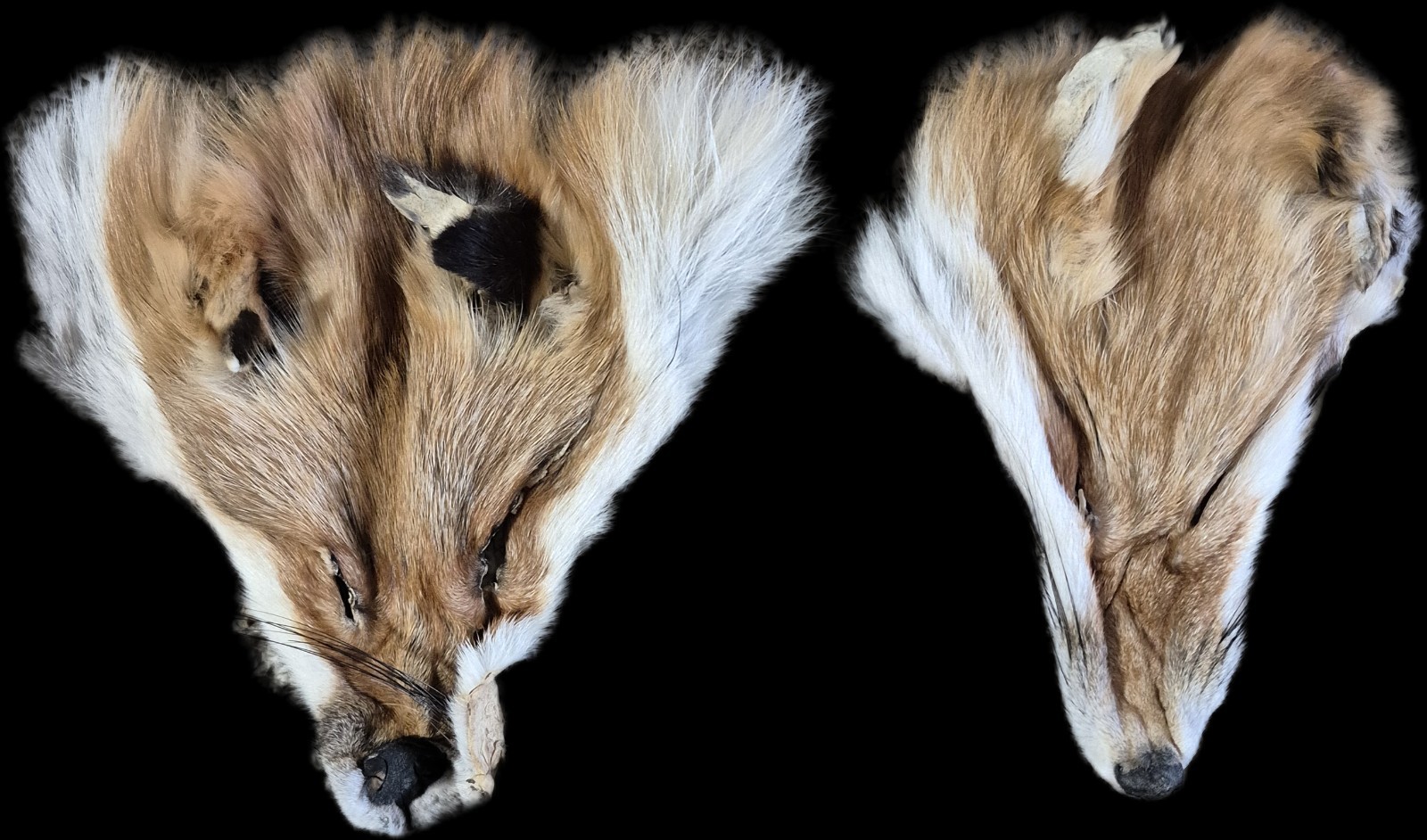 Tanned Red Fox Fur Face For Crafts, Decor, Taxidermy & Garments Tanned Red Fox Fur Face For Crafts, Decor, Taxidermy & Garments