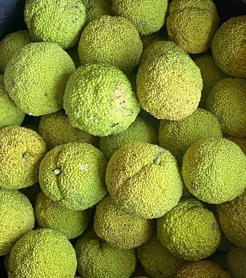 Fresh Picked Hedge Apples Osage Oranges Approx 12/Box Trusted Seller Since 2013 Fresh Picked Hedge Apples Osage Oranges Approx 12/Box Trusted Seller Since 2013