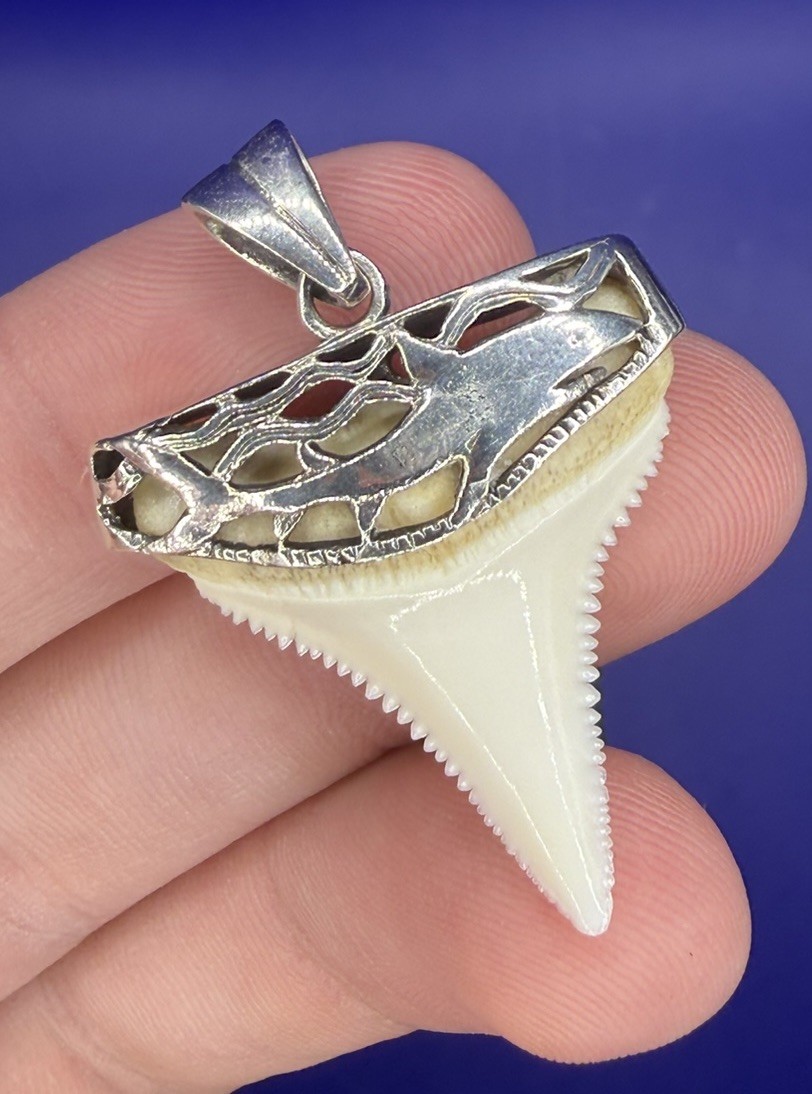 Modern Great White Shark Tooth Pendant with Incredible Silver-Work Shark Teeth