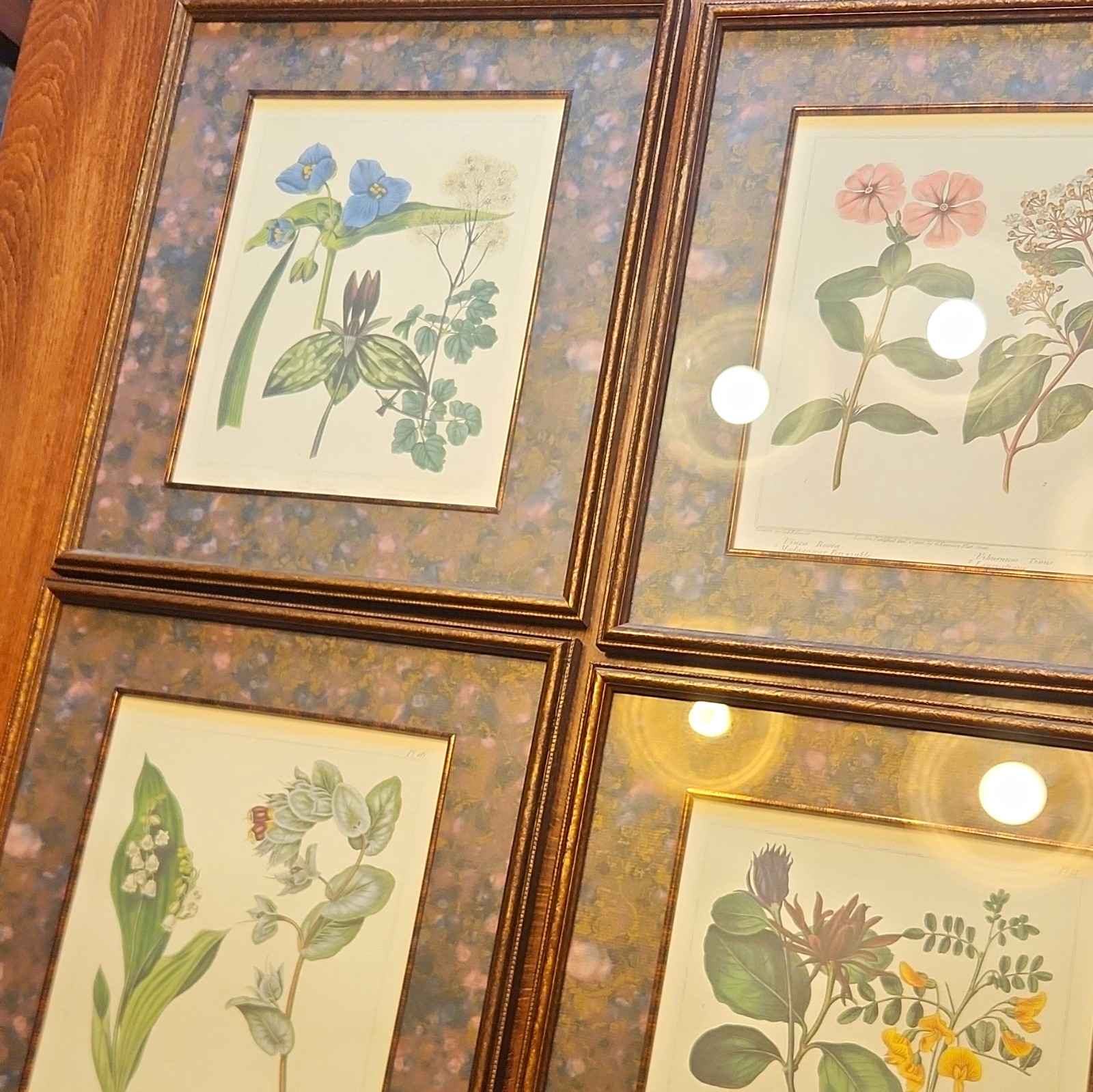 Bombay Company Private Collection The Edwards Botanicals Sydenham Edwards 1988 Bombay Company Private Collection The Edwards Botanicals Sydenham Edwards 1988