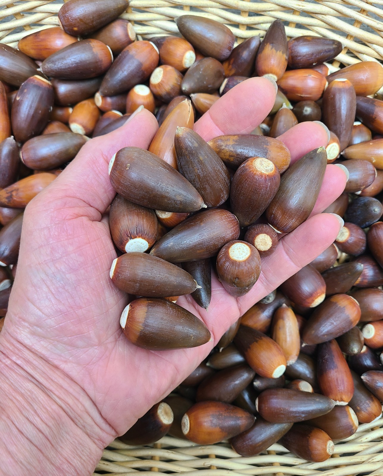 ~20 LBS “VALLEY OAK” ACORNS 2026 VINTAGE NAPA VALLEY CA NATIVE (QUERCUS LOBATA) ~20 LBS “VALLEY OAK” ACORNS 2026 VINTAGE NAPA VALLEY CA NATIVE (QUERCUS LOBATA)