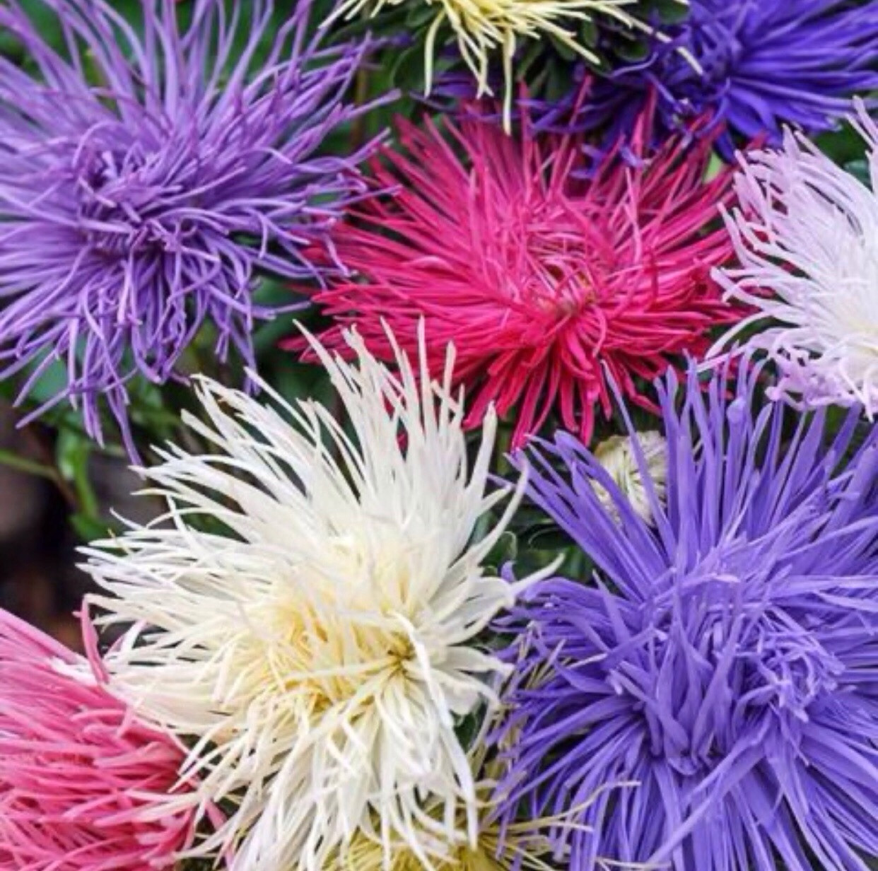 Aster-Crego Giant Mix Seeds | Non-GMO | 250+ Seeds Aster-Crego Giant Mix Seeds | Non-GMO | 250+ Seeds