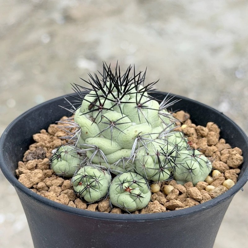 5-6CM Succulent Cactus Plant Ortegocactus Macdougallii（Multi-Heads）Cactaceae