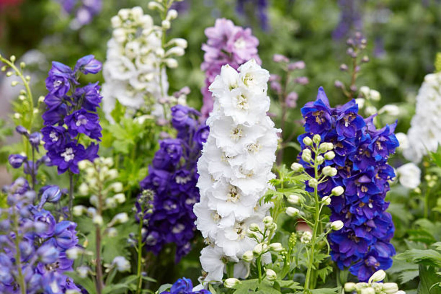 100 IMPERIAL ROCKET LARKSPUR SEED MIX |2026 SALE NON GMO HEIRLOOM 100 IMPERIAL ROCKET LARKSPUR SEED MIX |2026 SALE NON GMO HEIRLOOM